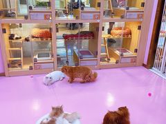 -爪爪喵星球·猫舍(前海卓越店)