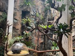 -正佳雨林生态植物园