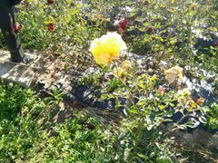 -北纬44度·金珠花海休闲农业旅游景区