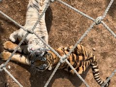 -西霞口神雕山野生动物世界