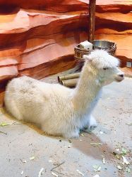 -酷嗒动物文化乐园(cutezoo西溪乐天城店)