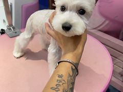 -FAELING PETS美天灵宠物(富力广场店)