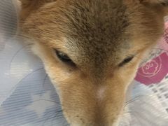 -瑞鹏宠物医院·爱宠堂·骨外专科(西荷分院)