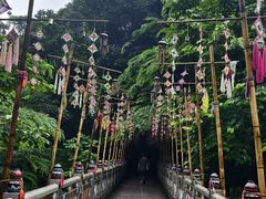 -西双版纳原始森林公园