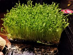 活体豌豆苗-捞王锅物料理(凯旋路店)