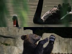 -上海野生动物园