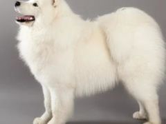 -艾吉宠物医院·疑难杂症转诊中心·猫友好(碧江路院)