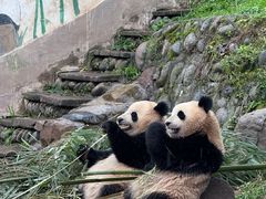 -中国大熊猫保护研究中心雅安碧峰峡基地