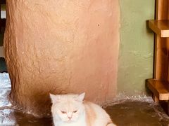 -猫猫幼稚园·撸猫·桌游·电玩