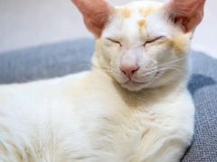 -猫和宫(六道口店)
