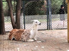 -长白岛森林公园