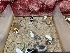 -上海大自然野生昆虫馆(东方明珠·爬宠昆虫探索中心)