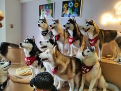 -Husky Go! 哈士奇体验馆·宠物咖啡厅狗咖