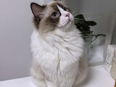 -北京观赏动物医院·24小时大型综合·猫专科·异宠专科