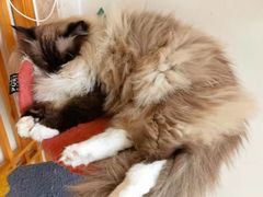 -Catmate·猫肥家润(金润铂宫店)