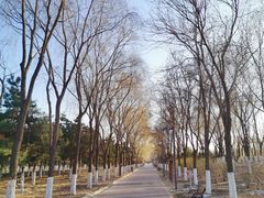 -大兴滨河森林公园