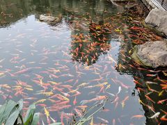 -国家五钻酒家·西樵旺阁渔村(西樵店)