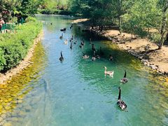 -长白岛森林公园