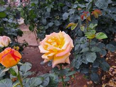 -人民公园(罗湖区)