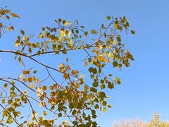 -金塔沙漠胡杨林景区