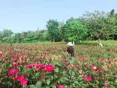 -杏花村文化旅游区