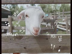 -前小桔亲子创意农场·草莓采摘·露营烧烤