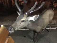 -清迈夜间动物园