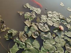 -大湾区中央湿地公园