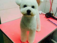 -喵宠乐园·撸猫互动·猫舍