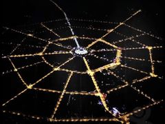 -马白开来特色羊排揪片子  (总店)