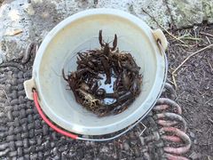 -同銮特种养殖场·龙虾垂钓