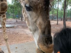 -清迈夜间动物园