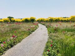 -西青郊野公园
