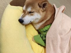 -逗柴咖啡屋·狗咖猫咖宠物桌游
