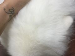 -彩虹桥宠物火化殡葬善终服务(金乐大厦店)