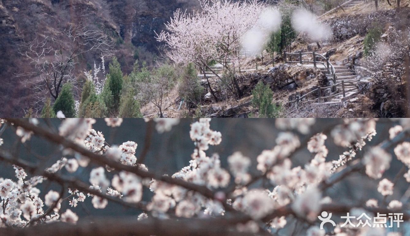 🌈北京周边游 | 房山坡峰岭赏桃花