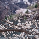 🌈北京周边游 | 房山坡峰岭赏桃花