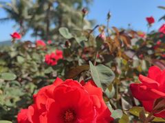 -亚龙湾国际玫瑰谷