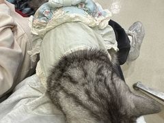 -共舞时光猫咖·狗咖(新街口店)