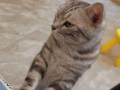 -猫力发电所·宠物专门店