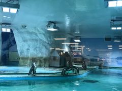 -北戴河圣蓝海洋公园