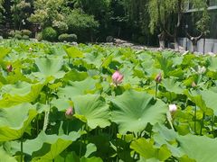 -莲湖公园