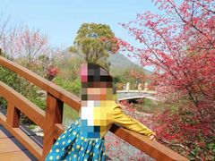 -桃花岛景观公园