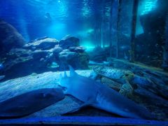 -太平洋海底世界