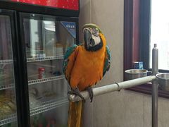 -观桥阁(锦溪店)