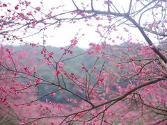 -新建村梅花