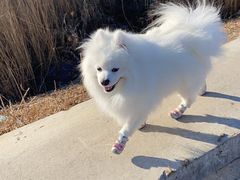 -乖乖乐动物医院(小汤山分院)