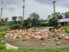 -新加坡飞禽公园