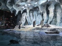 -帝企鹅自助餐厅•儿童岛•真企鹅(长隆企鹅酒店)