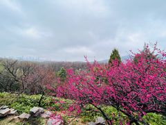-梅花山(明孝陵内)